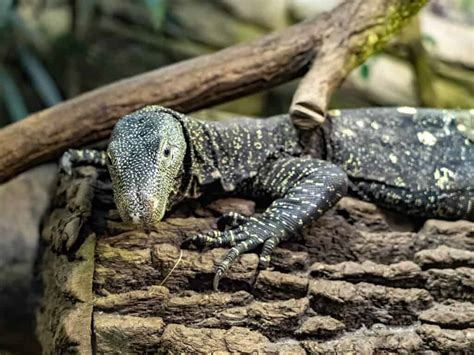 Monitor Lizard vs Komodo Dragon: What’s the Difference? - IMP WORLD