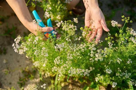 Growing Coriander Organically in Madhya Pradesh: Cultivation and ...