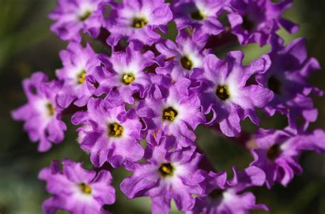 Desert Sand Verbena (Abronia villosa) | Plants, Flora, Deserts