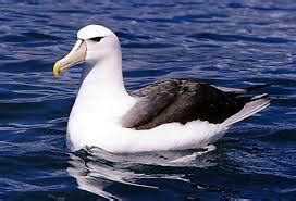 Albatross Fun Facts for Kids