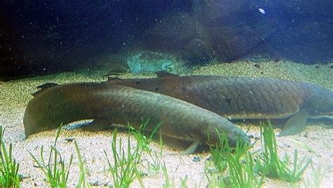 Queensland lungfish - Alchetron, The Free Social Encyclopedia