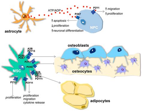 Frontiers | Purinergic signaling: a common pathway for neural and mesenchymal stem cell ...