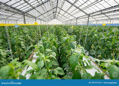 Yellowl Peppers in a Commercial Greenhouse Stock Photo - Image of ...