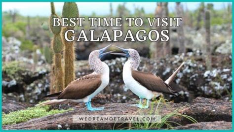 🏝 Best Time to Visit Galapagos: Pros & Cons for Each Month