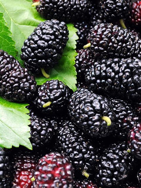 Giant Cold Hardy Black Mulberry – Sweetcanes.com