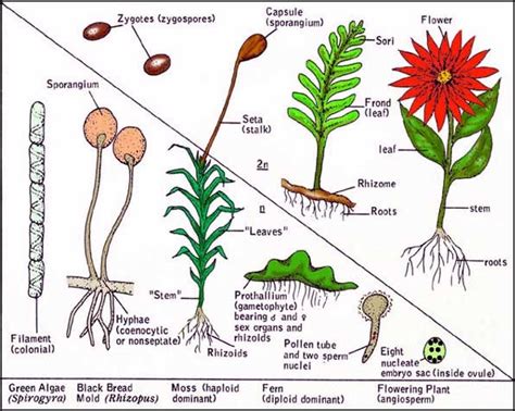 Sporophyte - Definition, Function And Examples | Biology Dictionary ~ ApproachNews