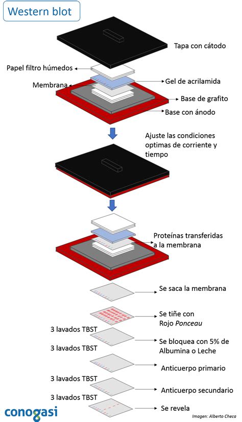 Western Blot Biologia Molecular - minamlismapa