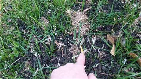 How well do worm castings work in a yard? - YouTube