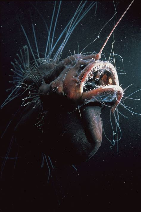 Pin on Beyond the Sea | Deep sea creatures, Ocean creatures, Ocean animals