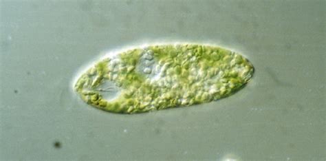 Euglena gracilis, as seen under a transmission light microscope (Zeiss... | Download Scientific ...