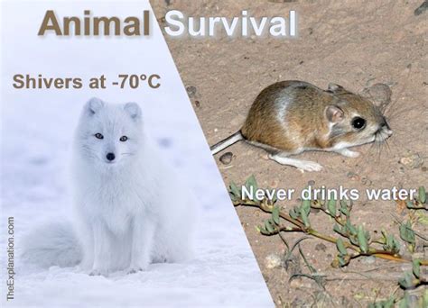 Animal Survival & Movement Capabilities outshine Humankind