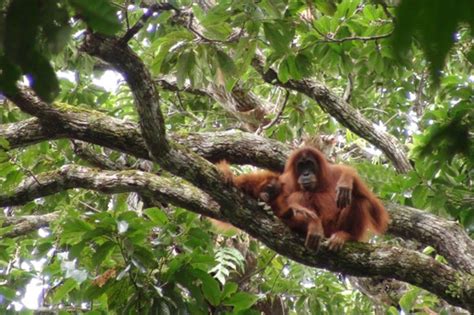 How orangutan engineers build safe and comfy treetop beds