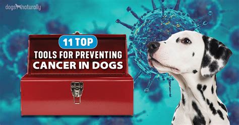 Canine Cancer Lessons: 11 Tools For Prevention | Dogs Naturally