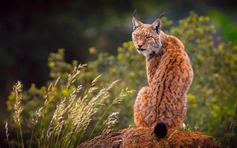 Download Animal Lynx 4k Ultra HD Wallpaper