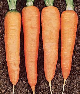 Carrot Varieties, Varieties of Carrots, Types of Carrots