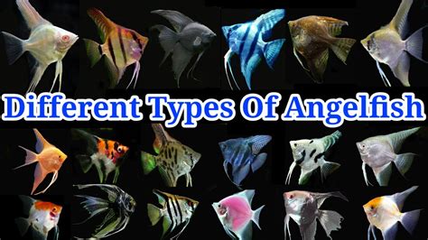 Different Varieties Of Angelfish | Top 20 Most Popular Angelfish - YouTube