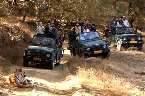 Ranthambore Safari Package - Ranthambore Safari Booking Agent