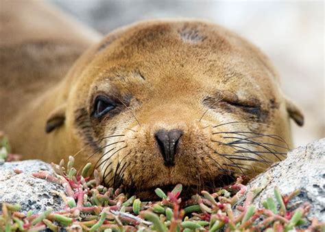 14 Amazing Galapagos Animals (To See on Your Trip!) | Latin Roots Travel