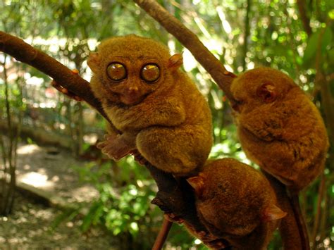 Tarsier in Bohol, Philippines | Attracttour