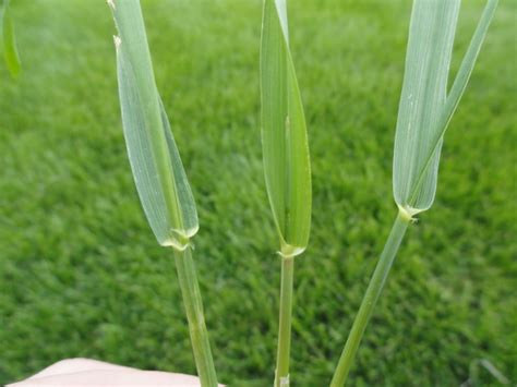 Quackgrass or nutsedge?? | Lawn Care Forum