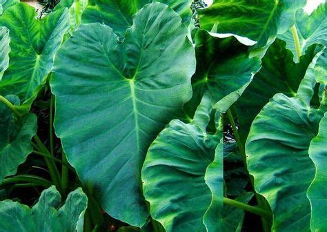 22 Surprising benefits of Cocoyam leaves (Taro leaves) - Men's Welfare ...