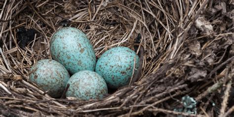 Blue Jay Eggs: Everything You Need to Know - Birdwatching Buzz