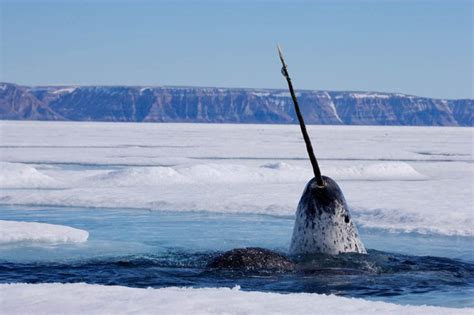 Never-before-seen footage finally shows what narwhal's tusks are for ...