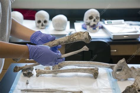 Forensic scientist identifying remains - Stock Image - C021/1401 ...