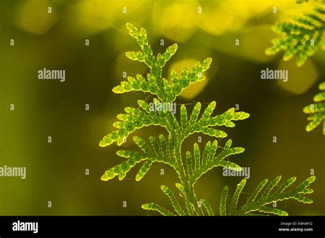 Beautiful conifer tree in natural habitat Stock Photo - Alamy