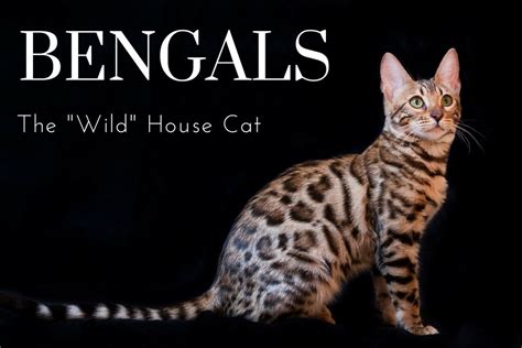 The Joys and Hazards of Living With a Pet Bengal Cat - PetHelpful