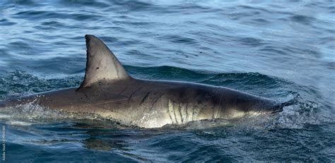 Shark back and dorsal fin above water. Fin of great white shark, Carcharodon carcharias, South ...