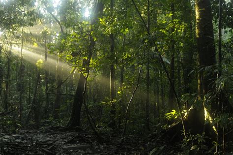 Ecuador Amazon Rainforest Travel Advice | Andean Trails