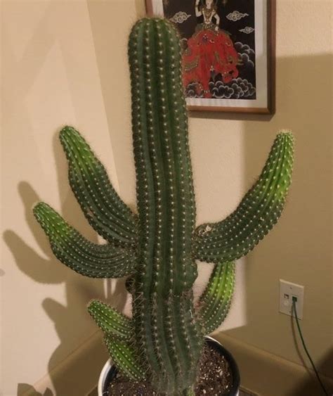 Does anyone know what plant this is? I saw it on a Reddit post. : r/whatsthisplant