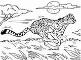 25 Free Cheetah Coloring Pages For Kids And Adults sketch template