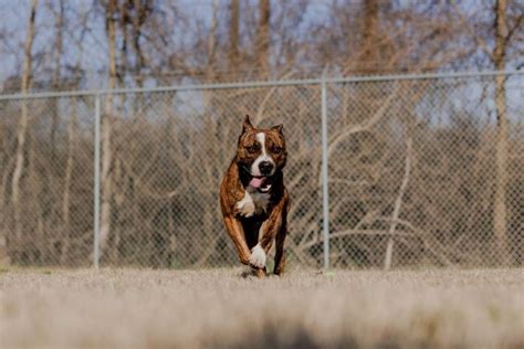 Dog for adoption - Max (Waived Adoption Fee), a Mixed Breed in ...