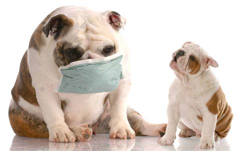 Reduce pet dander allergy symptoms with four easy tips