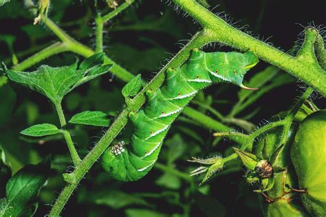 How to Spot and Get Rid of Tomato Hornworms in the Garden