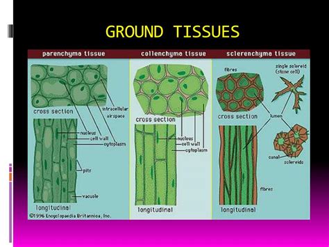 PPT - UNIT 4: PLANT TISSUE PowerPoint Presentation, free download - ID ...