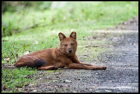 Wild Dog (Dhole) | Scientific Name: Cuon alpinus IUCN Status… | Flickr