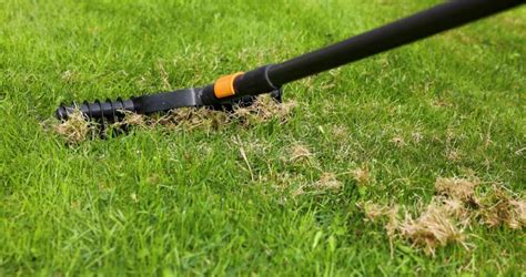 Scarifying Lawn with Scarifier Rake. Dead Grass Removal Stock Footage ...