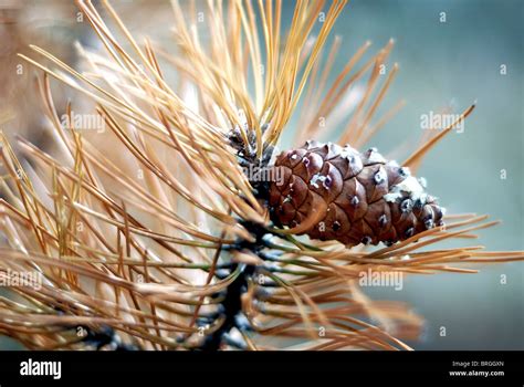 Pine Cone Seeds High Resolution Stock Photography and Images - Alamy