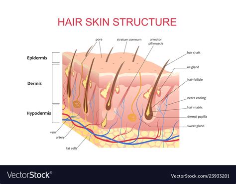 3d structure of the hair skin scalp anatomical Vector Image