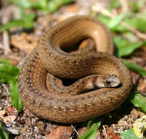 69 best images about Florida's Fabulous Snakes on Pinterest | Pit viper ...