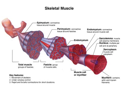 Human Physiology – Introduction To The Muscular System | Genius