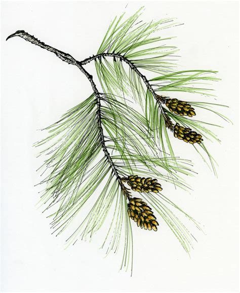 Pine Branch Drawing at PaintingValley.com | Explore collection of Pine Branch Drawing