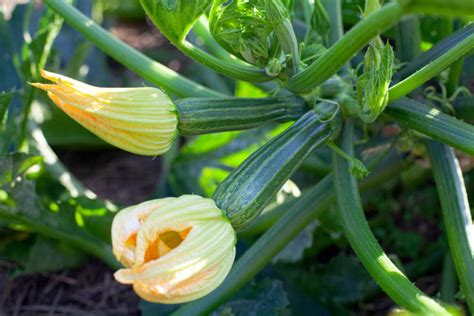 12 Sunflower Companion Plants (& 3 Plants To Grow Nowhere Near)