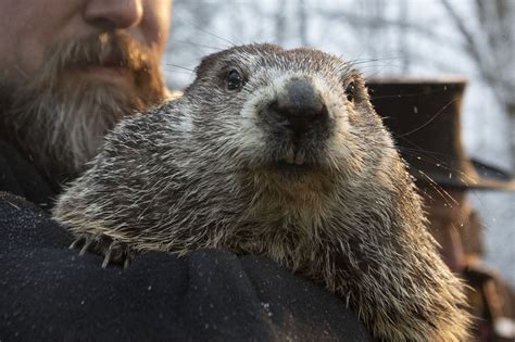 Groundhog Day 2021 prediction: How accurate is Punxsutawney Phil ...