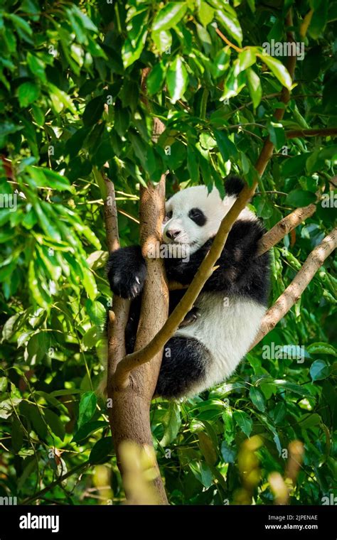 sleeping, giant panda, panda, sleep, to be asleep, to sleep, giant pandas Stock Photo - Alamy