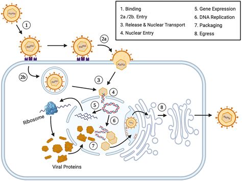 Frontiers | Herpes Simplex Virus 1 Infection of Neuronal and Non-Neuronal Cells Elicits Specific ...