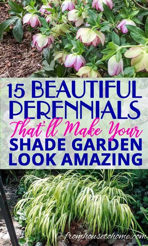 Ground Cover Plants For Shade (Perennials That Keep Weeds Down) | Shade ...